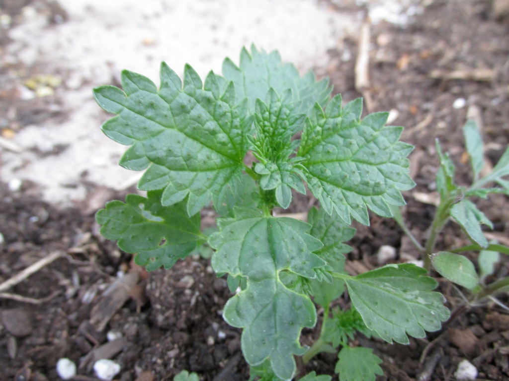 Stinging nettle -- ouch! It has  acid in its tiny hairs!